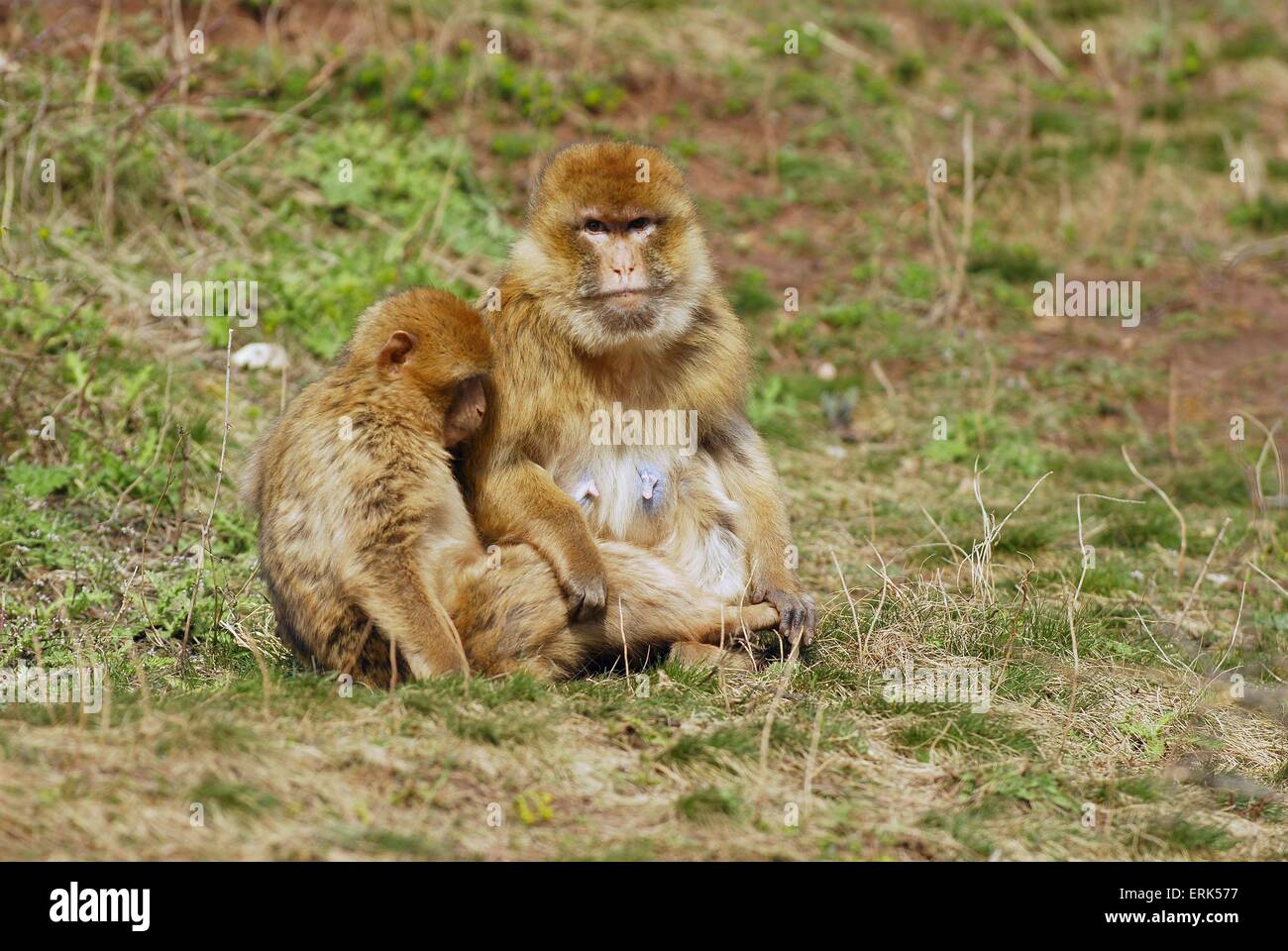 Barbary Affe Stockfoto