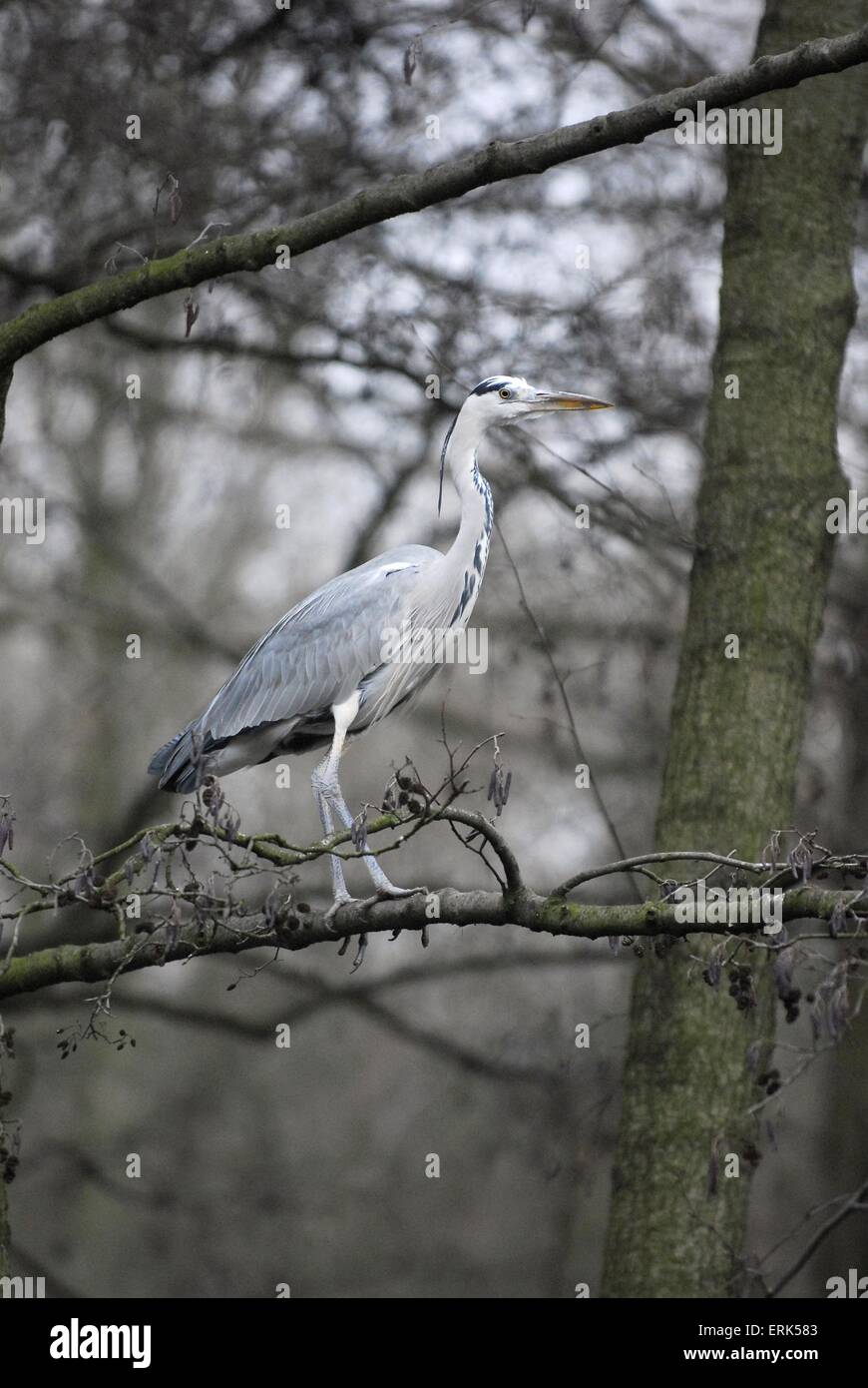 Graureiher Stockfoto