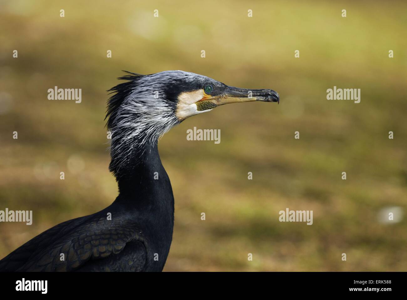 Kormoran Stockfoto