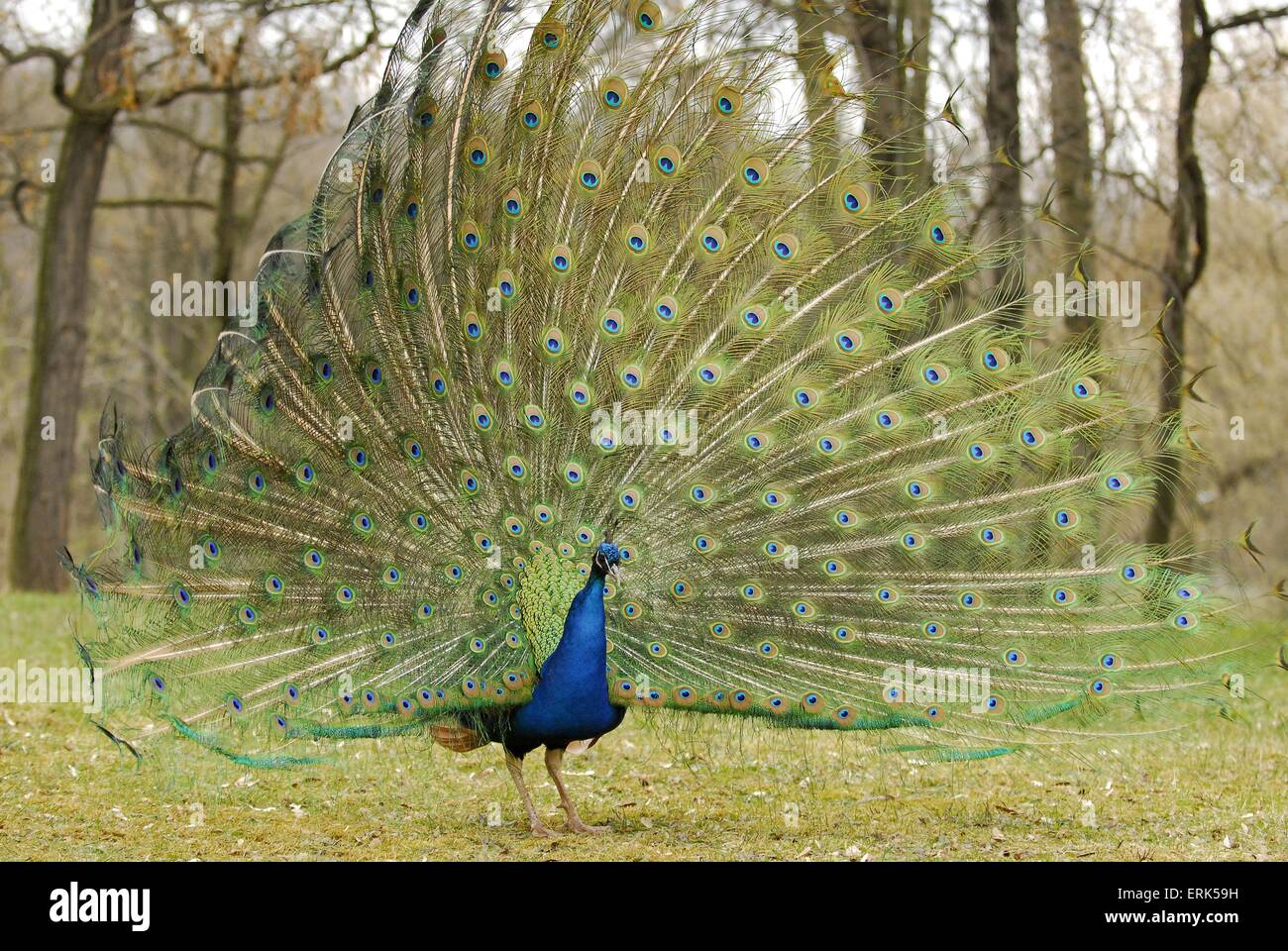 Pfau Stockfoto