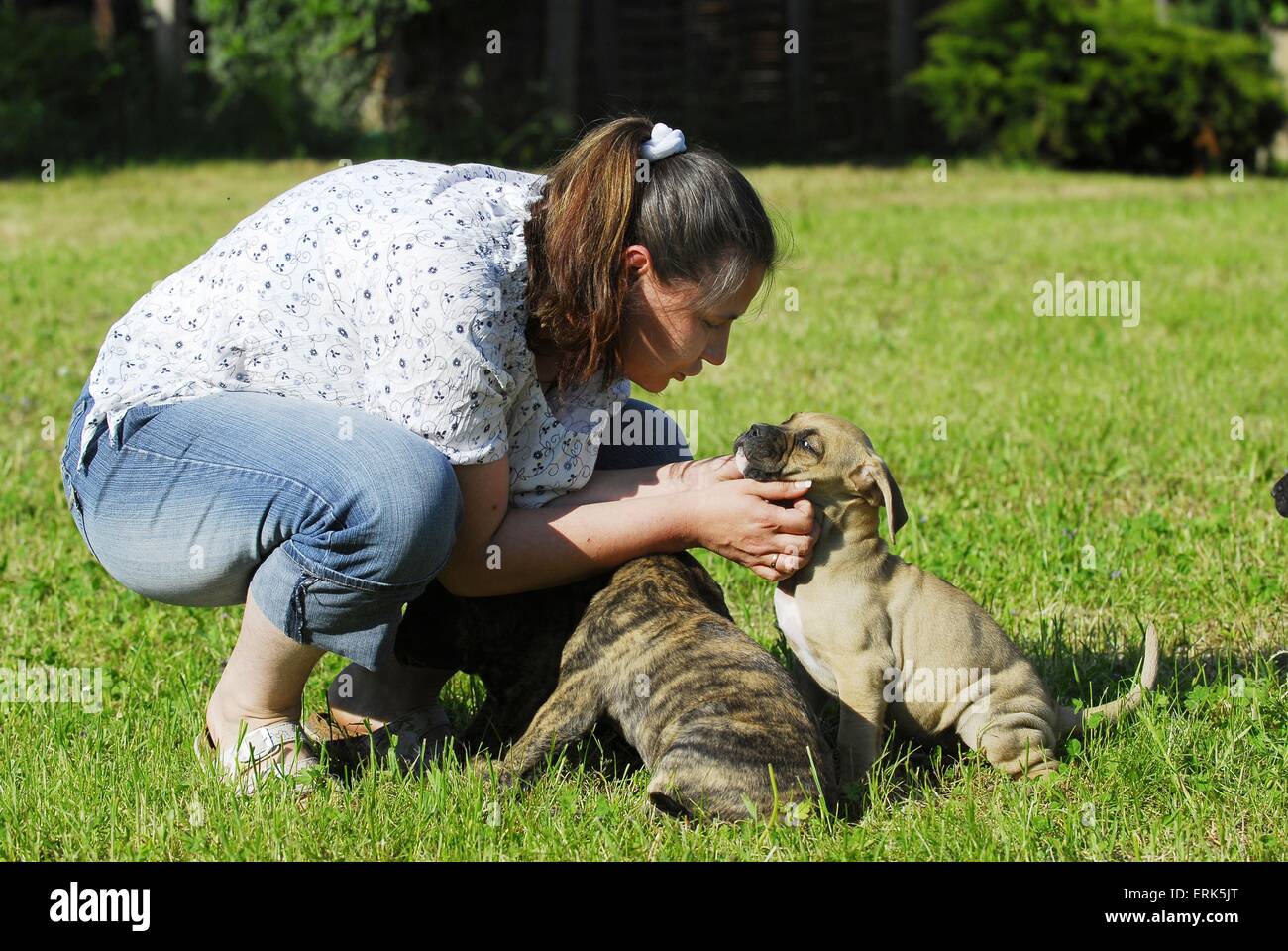 Dogo Alano Welpen Stockfoto