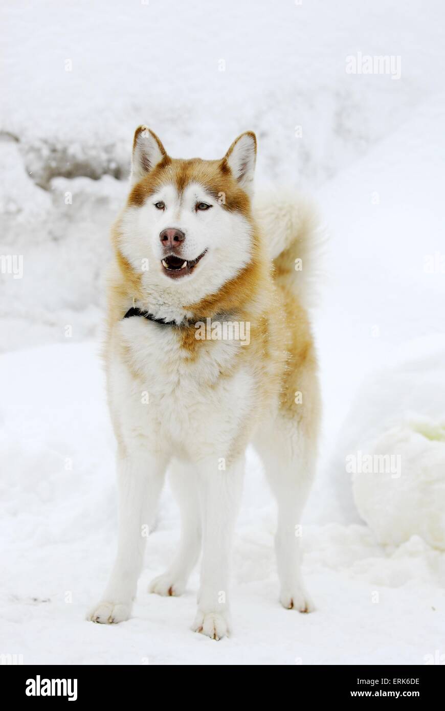 Siberian Husky Stockfoto