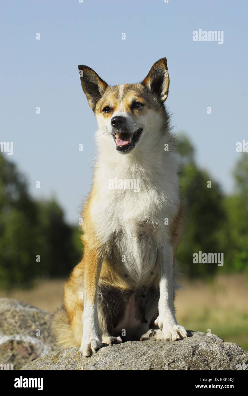 Norwegischer Lundehund Stockfoto
