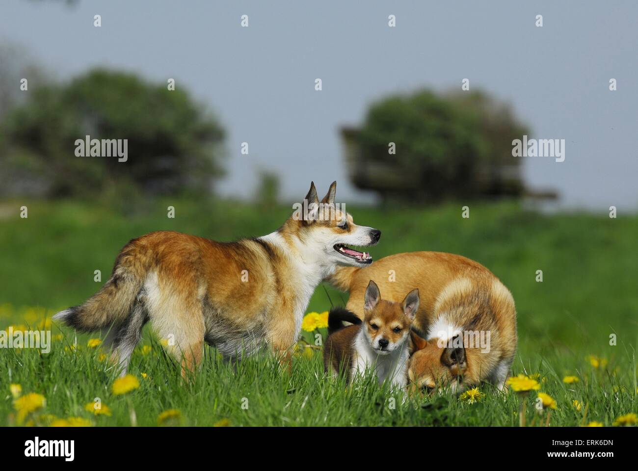 Norwegischer Lundehund Stockfoto