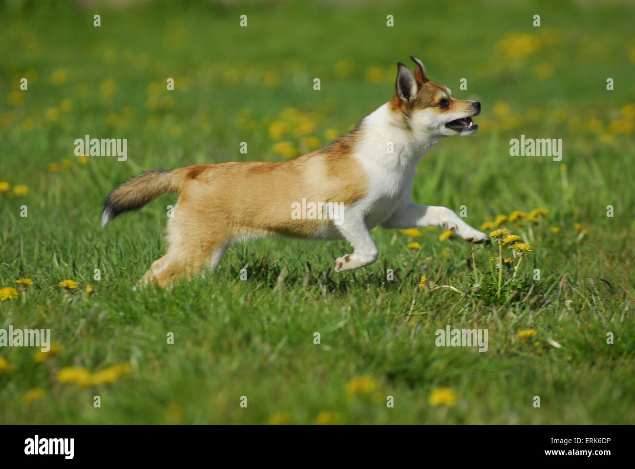 Norwegischer Lundehund ausgeführt Stockfoto