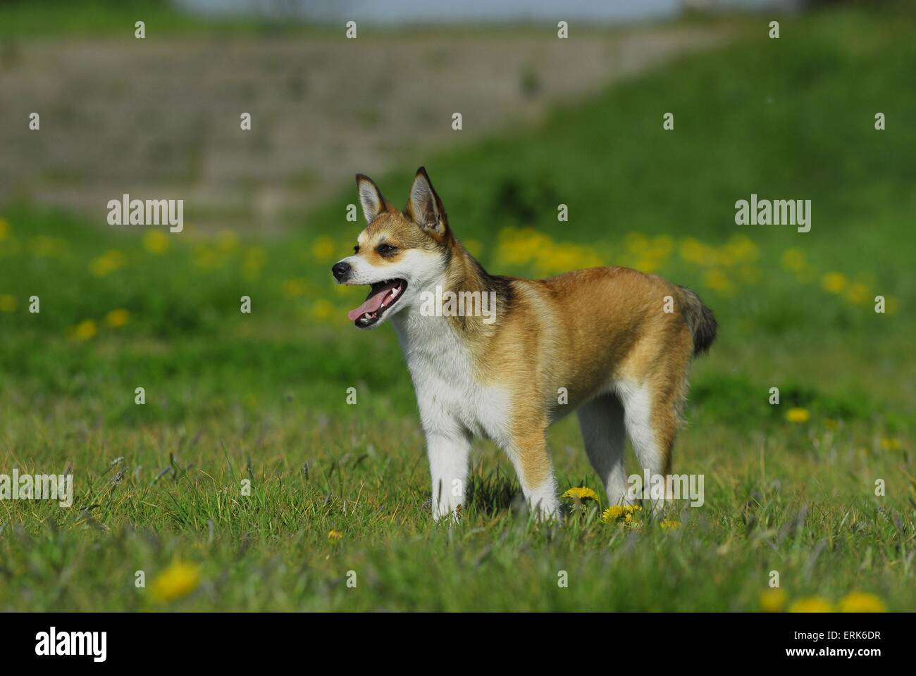 Norwegischer Lundehund Stockfoto