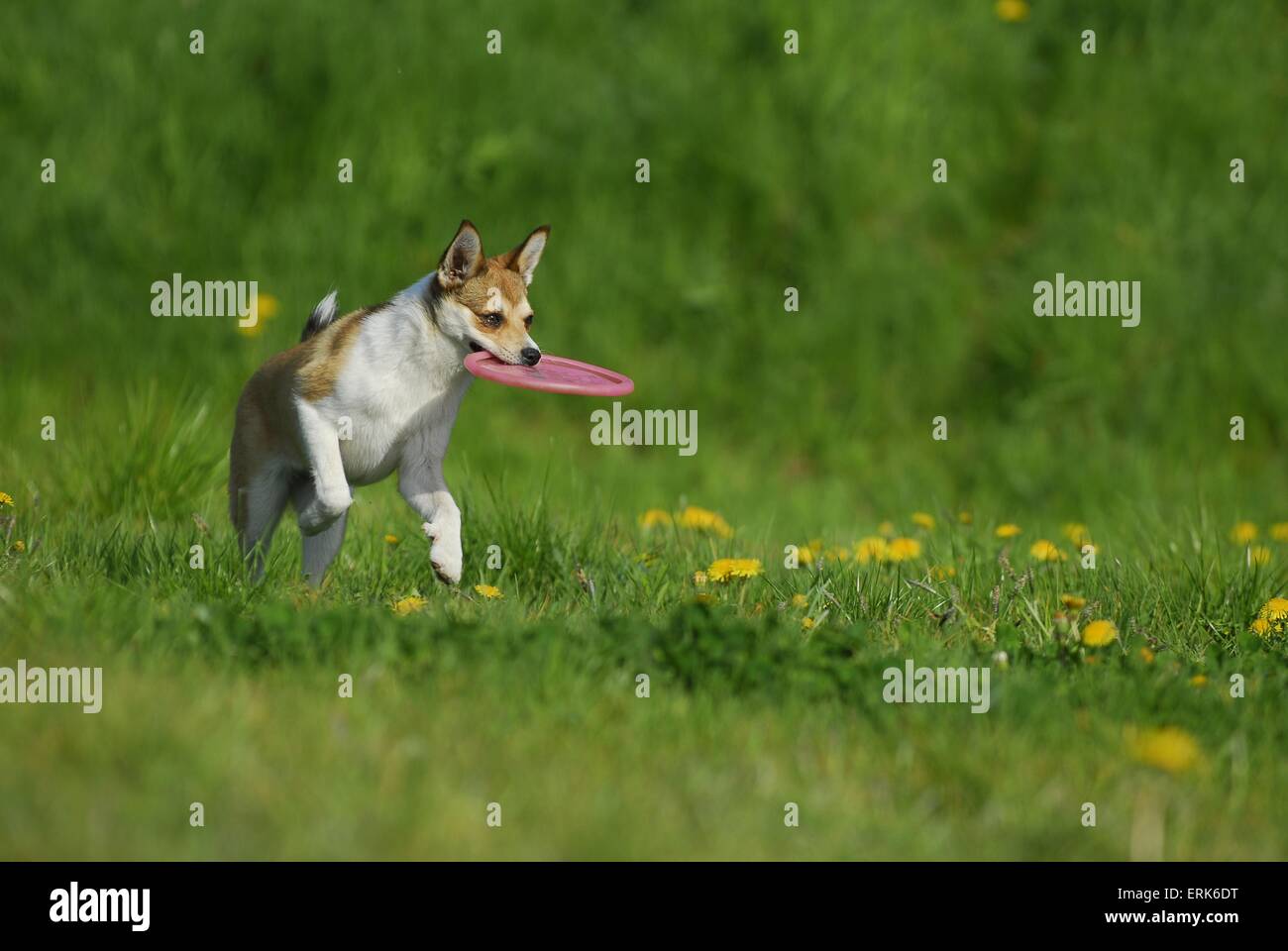 Norwegischer Lundehund ausgeführt Stockfoto