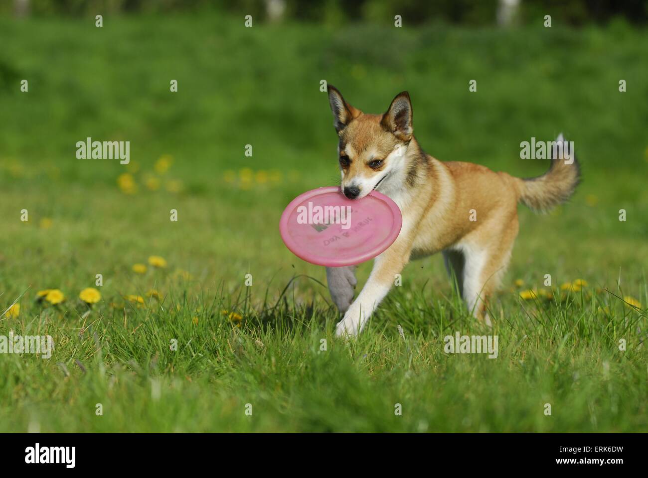 Norwegischer Lundehund ausgeführt Stockfoto