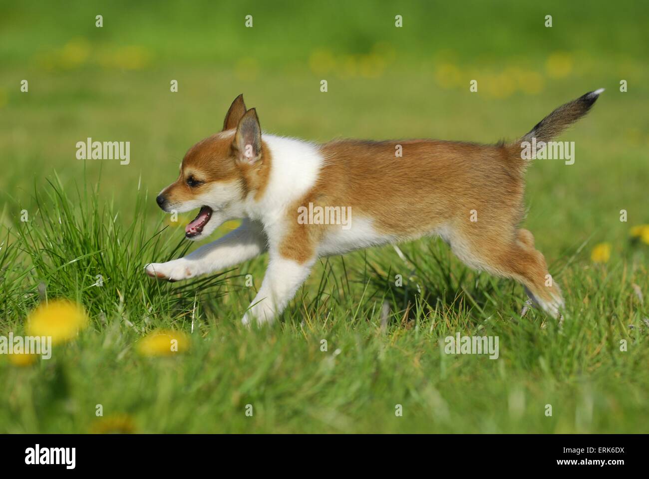 Norwegischer Lundehund Welpen Stockfoto