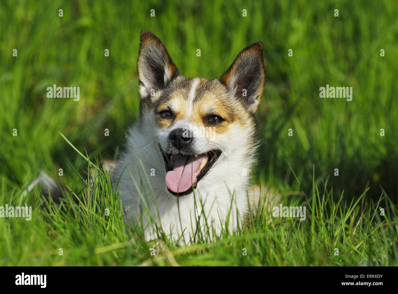 Norwegischer Lundehund Stockfoto