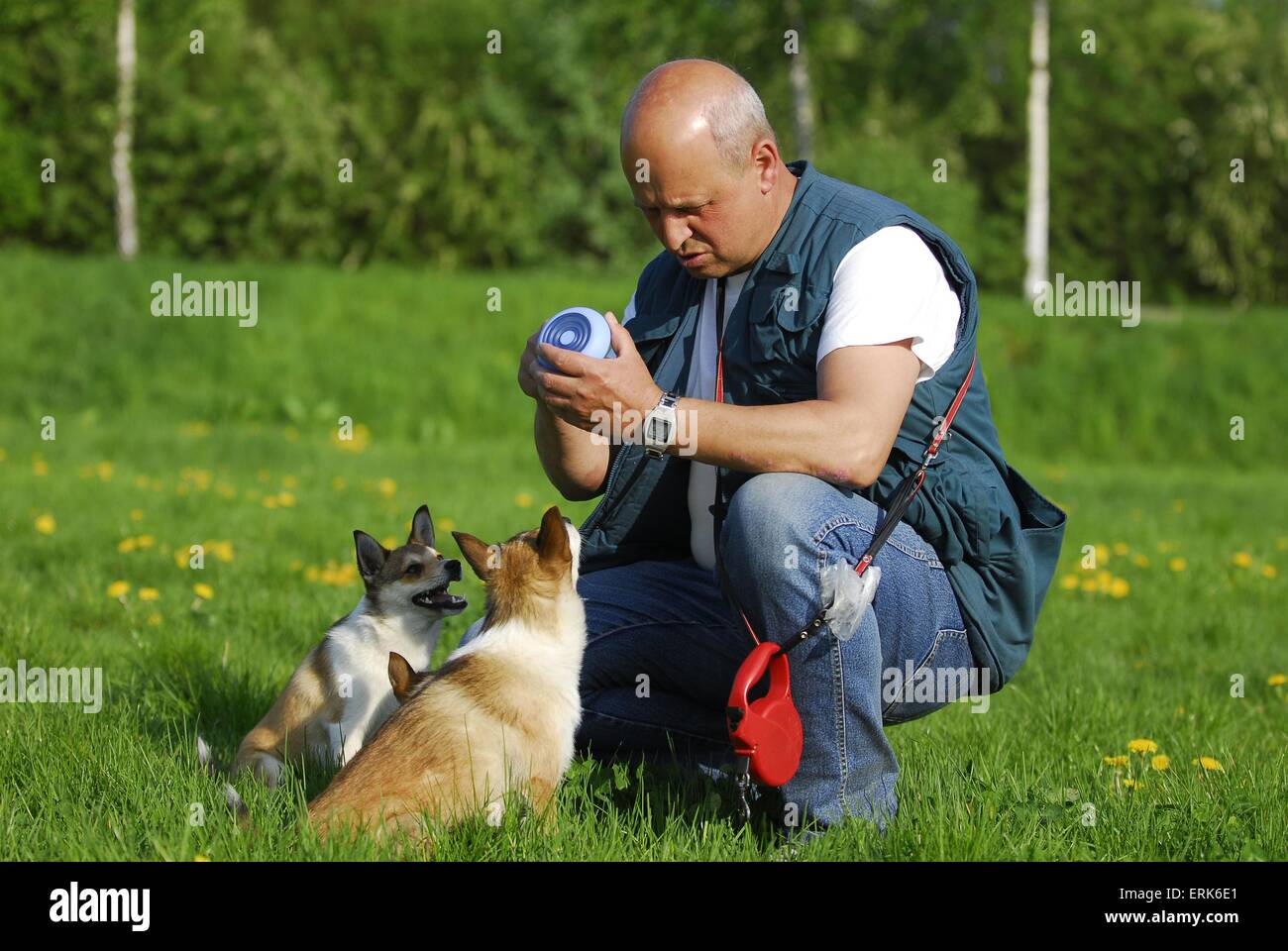 Norwegischer Lundehund Stockfoto