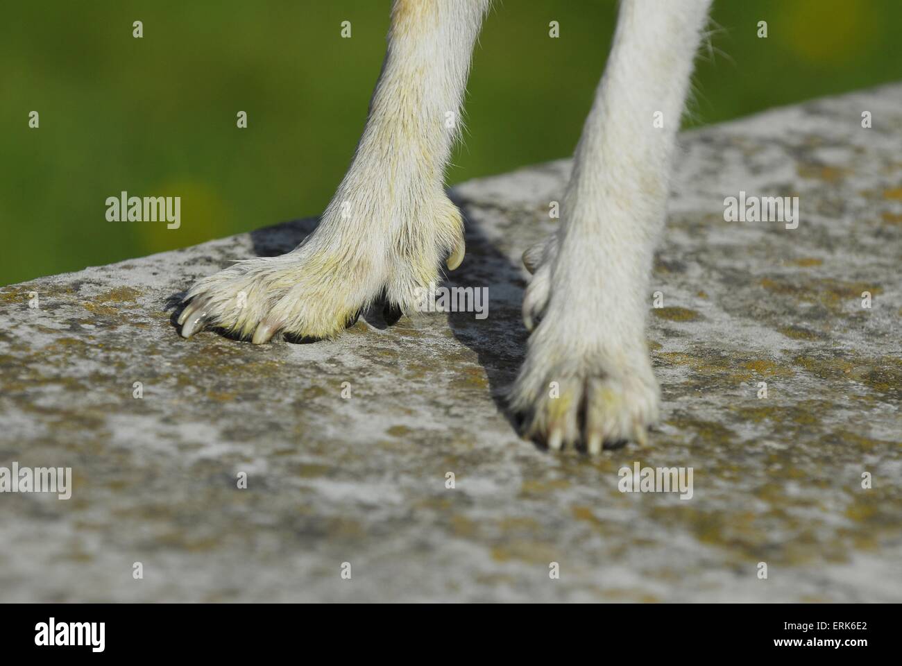 Norwegischer Lundehund Stockfoto