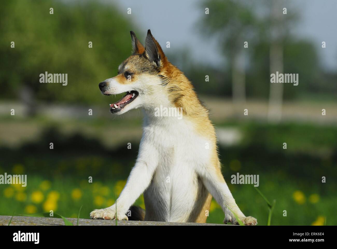 Norwegischer Lundehund Stockfoto