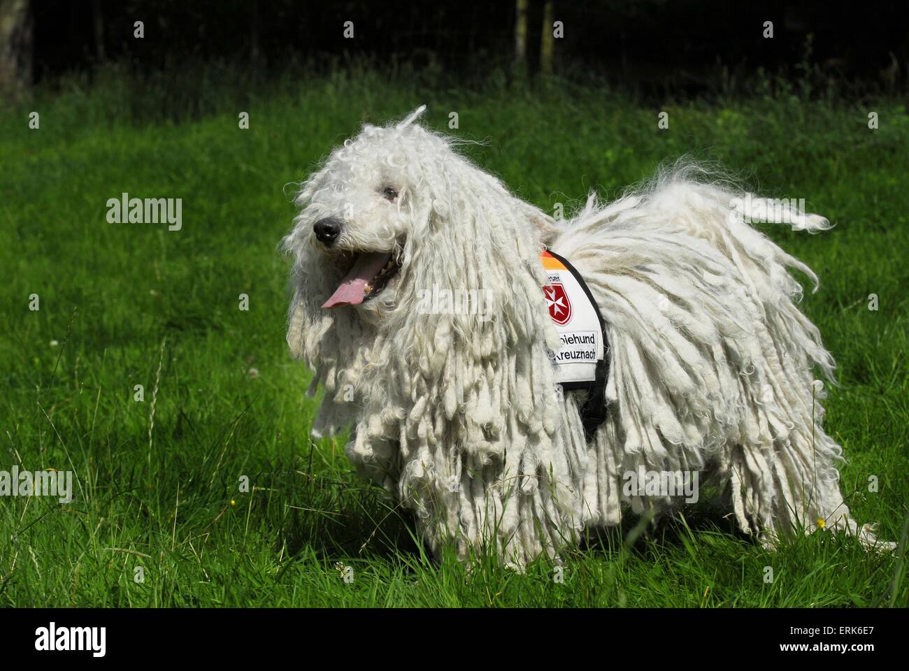 Puli auf Wiese Stockfoto