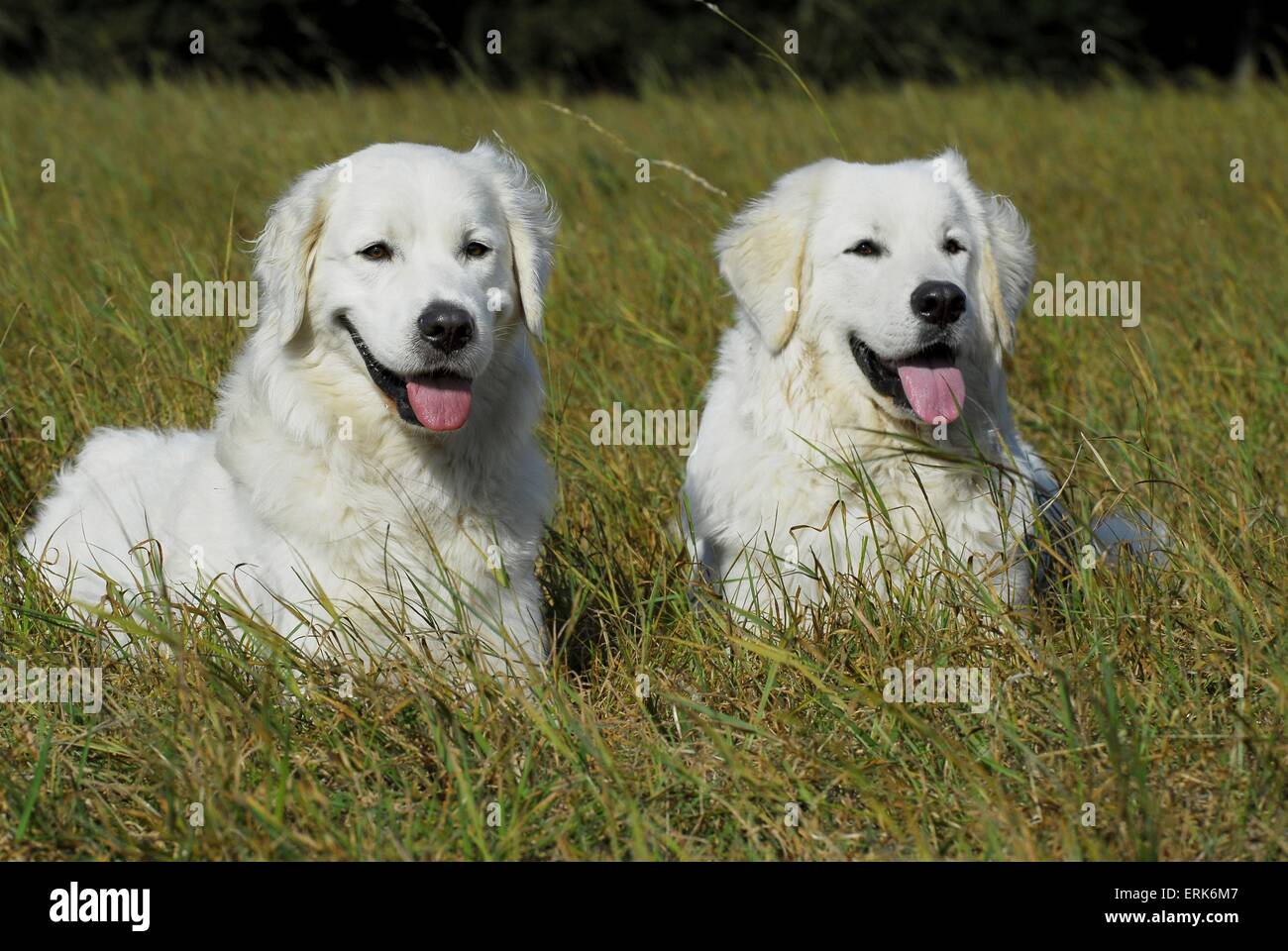 Polski Owczarek Stockfoto