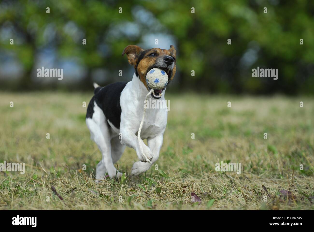 Jack Russell Terrier spielen Stockfoto