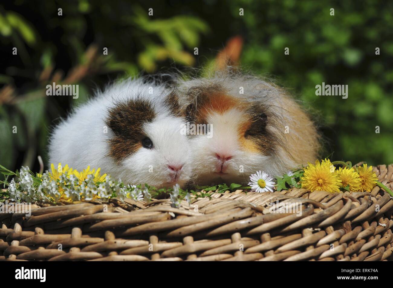 Meerschweinchen Stockfoto