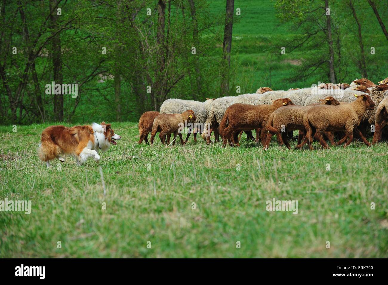 Border Collie und Schafe Stockfoto