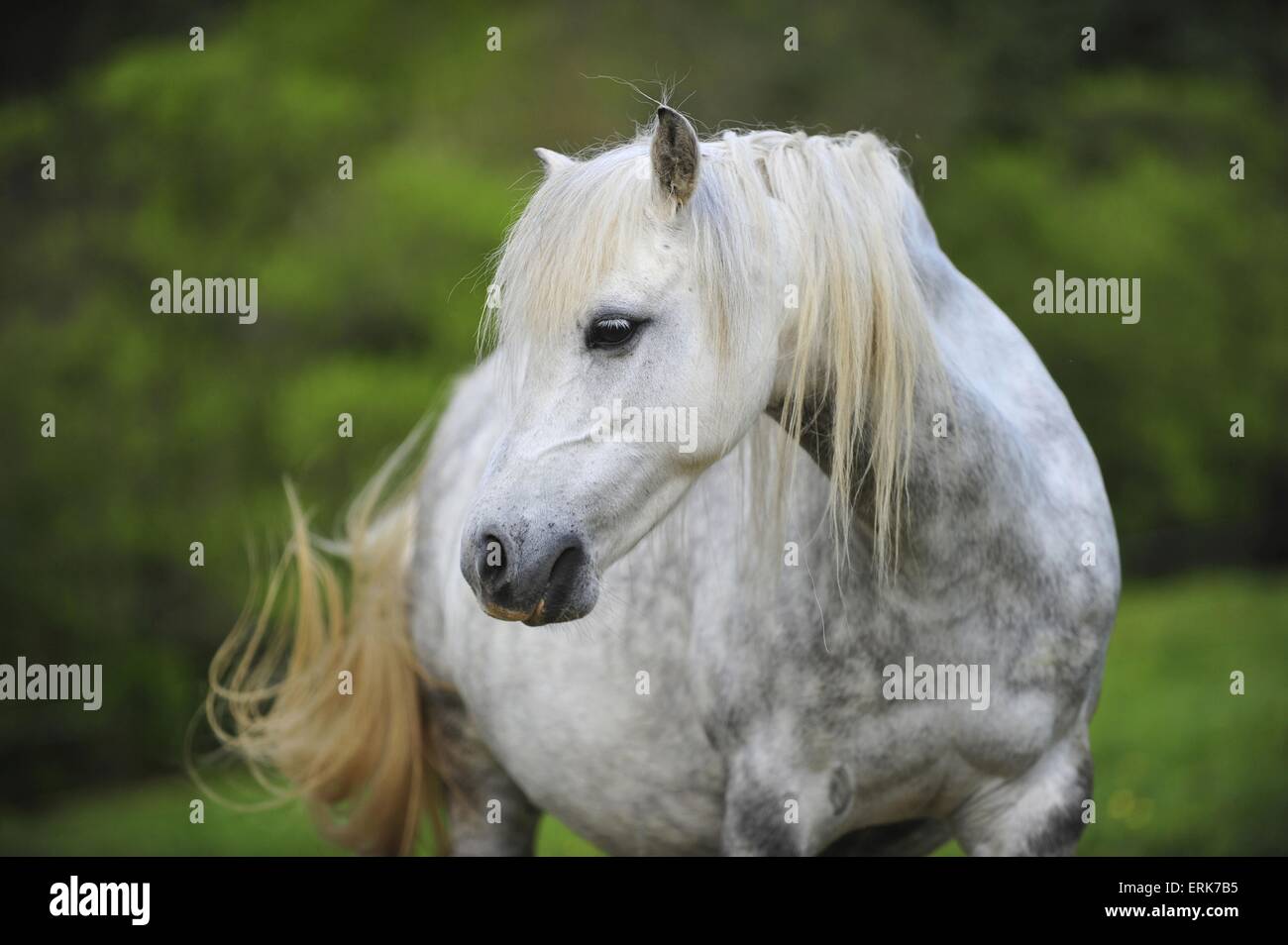 Welsh Pony Portrait Stockfoto