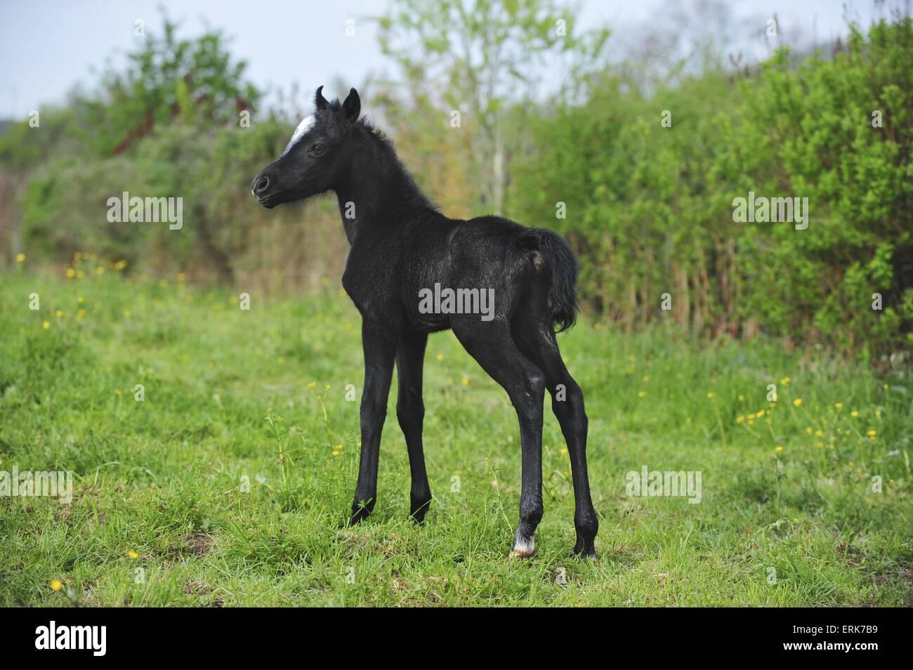 Welsh Pony Fohlen Stockfoto