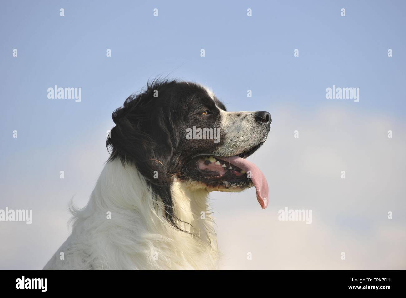 Landseer-Portrait Stockfoto