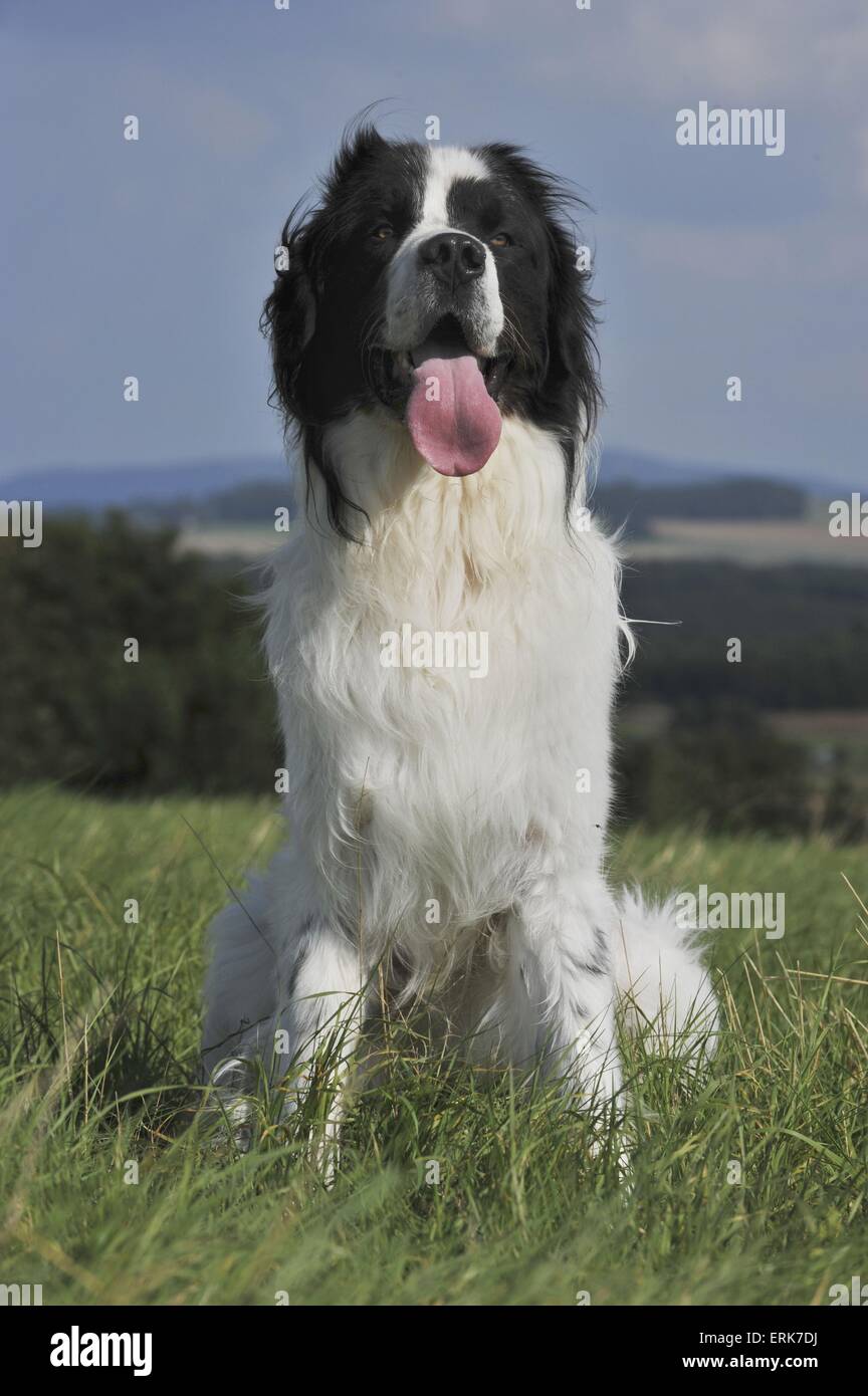 Landseer Stockfoto