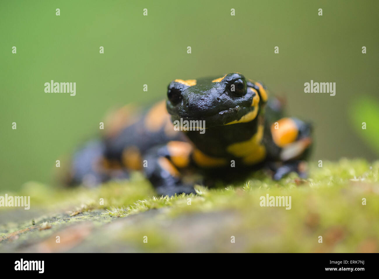 Feuer Salamander (Salamandra Salamandra), Nationalpark Thayatal, Niederösterreich, Österreich Stockfoto