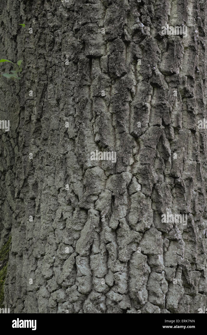 alten Eichenrinde Hintergrundtextur Stockfoto