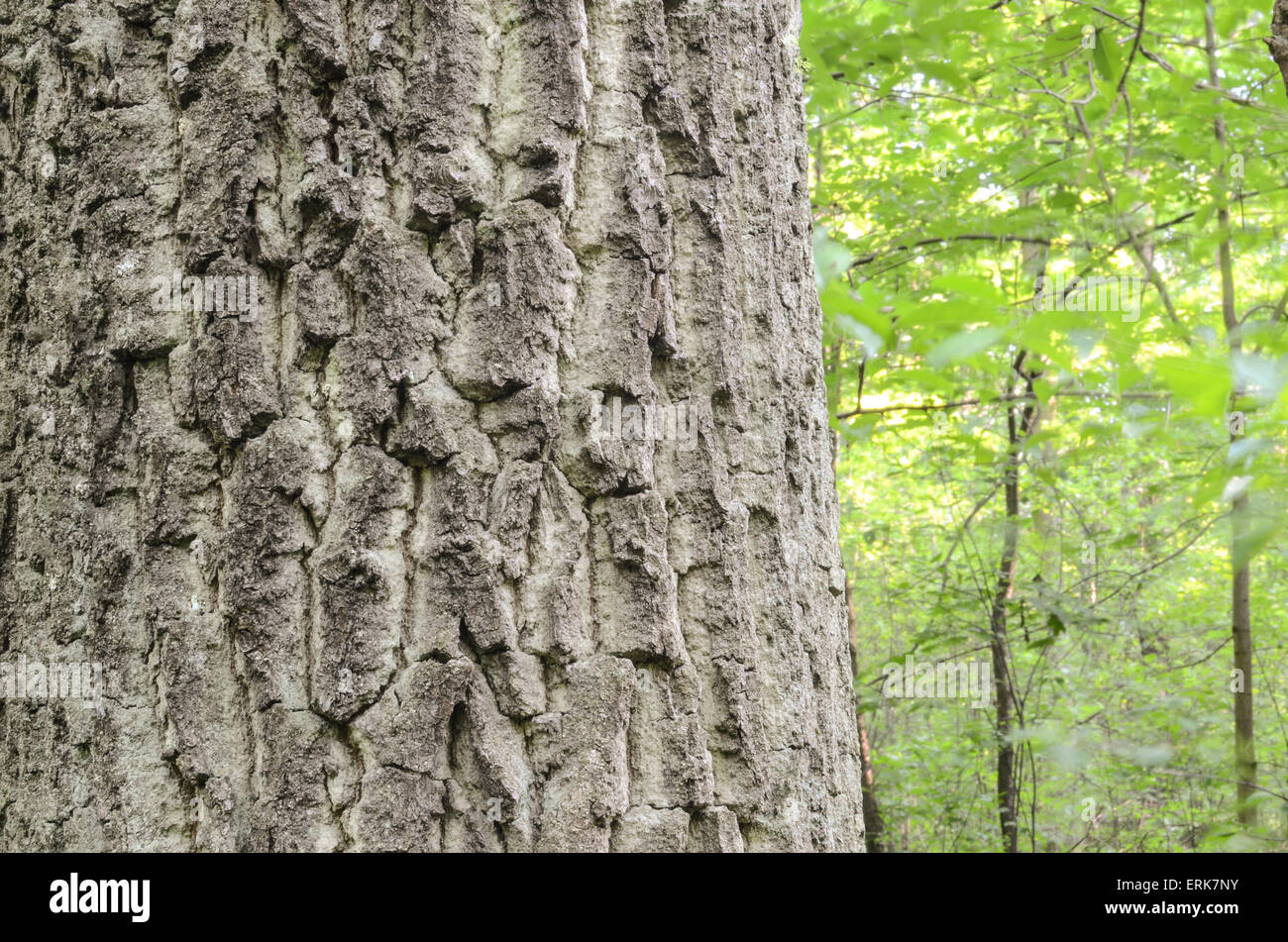 alten Eichenrinde Hintergrundtextur Stockfoto