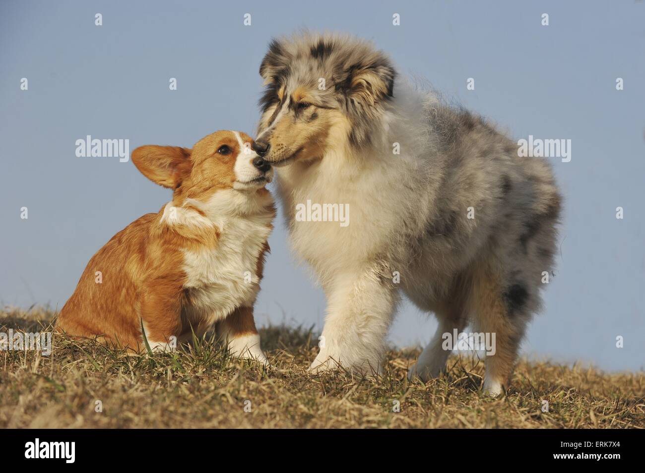 2 Welpen Stockfoto