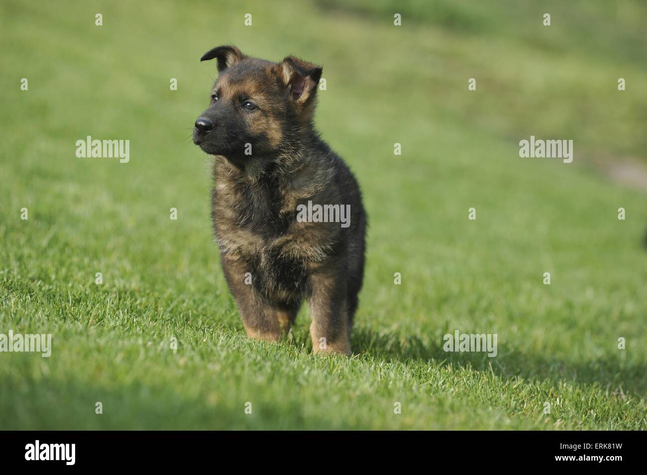 Deutscher Schaferhund Welpen Stockfotografie Alamy