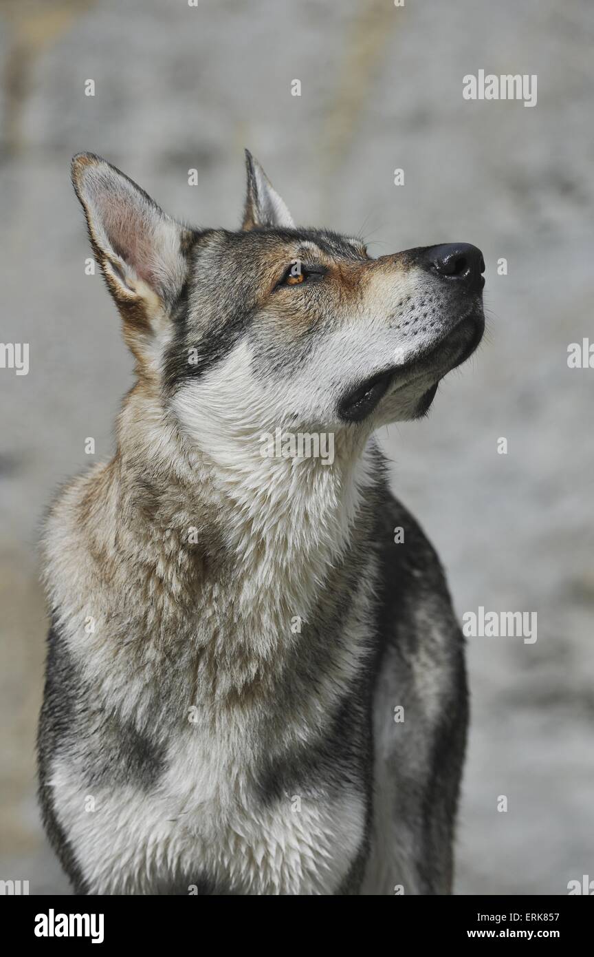 Tschechoslowakischen Wolfshundes Porträt Stockfoto