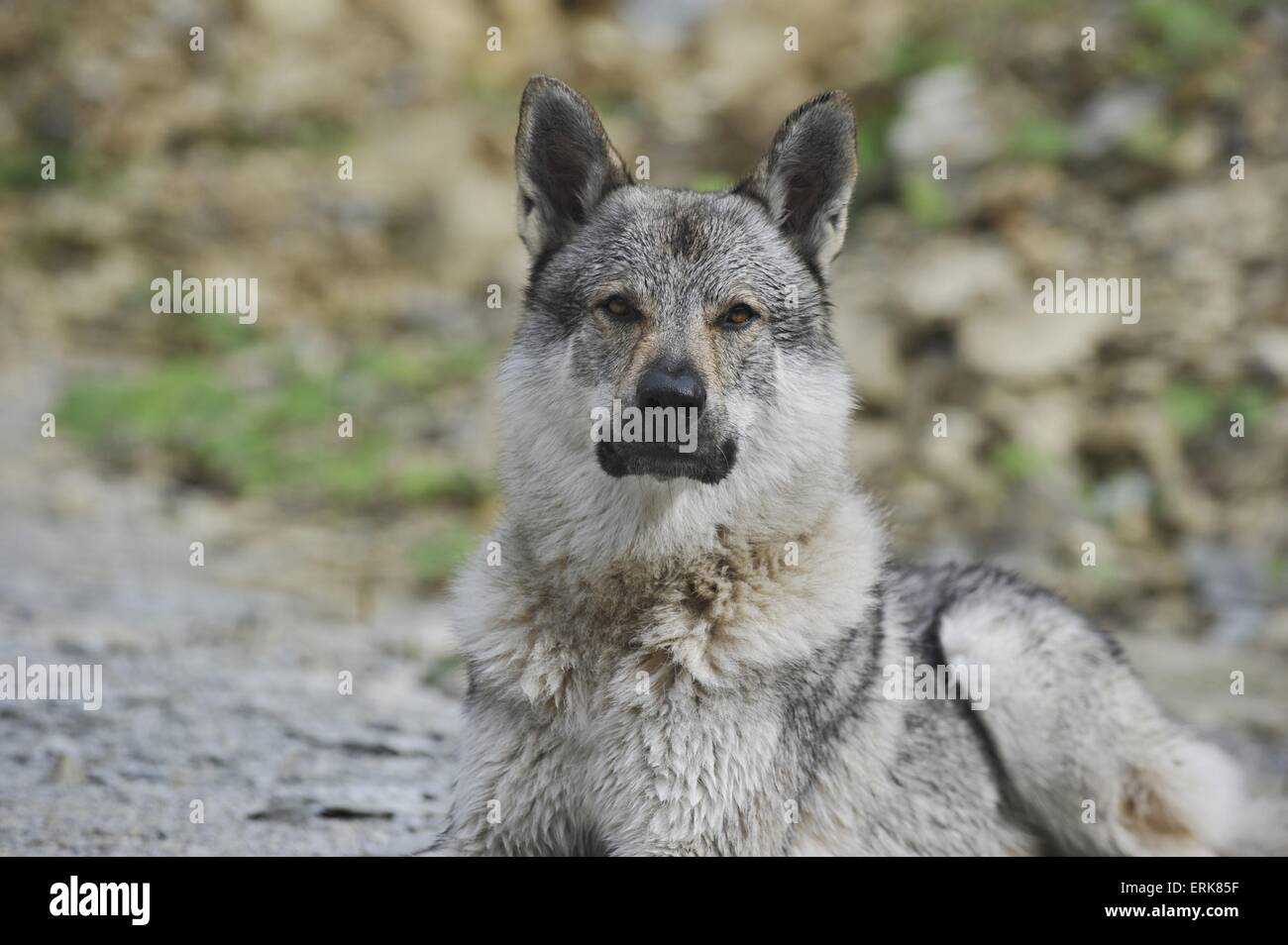 Tschechoslowakischen Wolfshundes Porträt Stockfoto