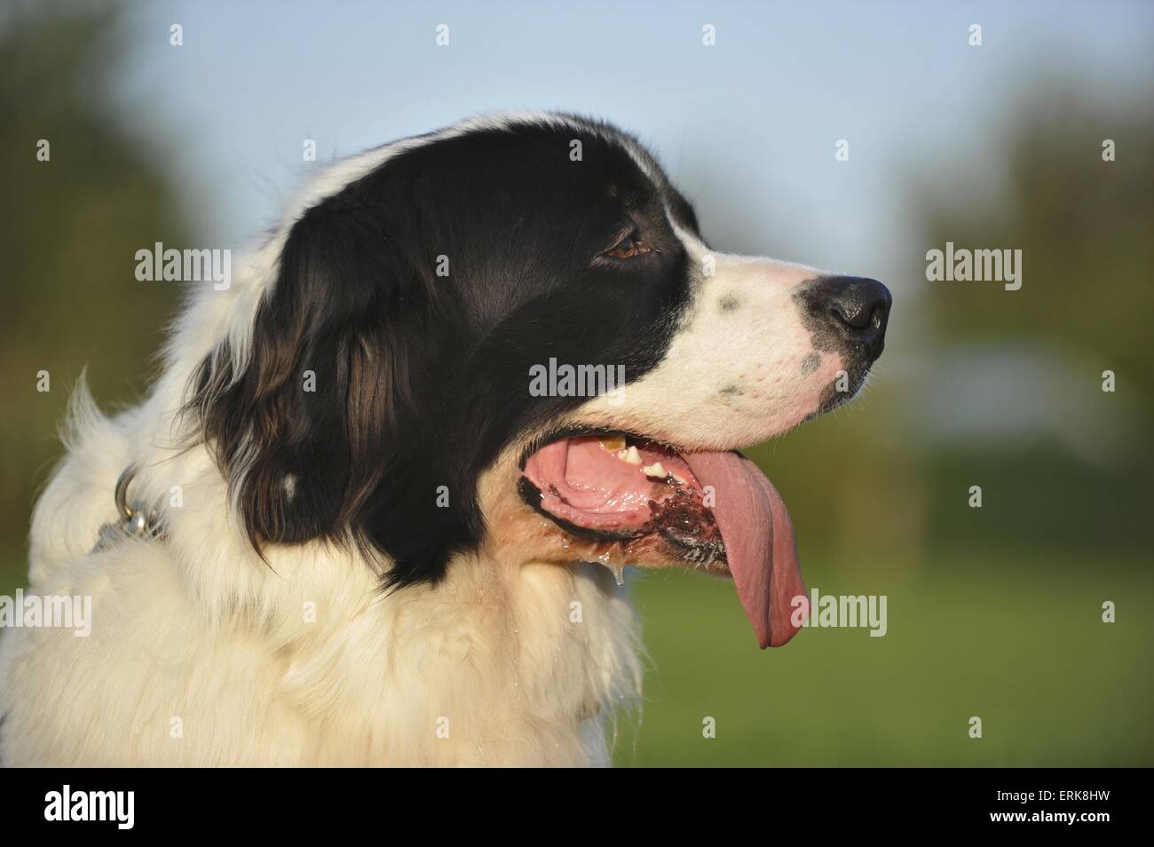 Landseer-Portrait Stockfoto