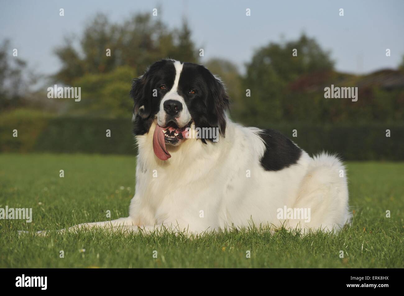 liegenden Landseer Stockfoto