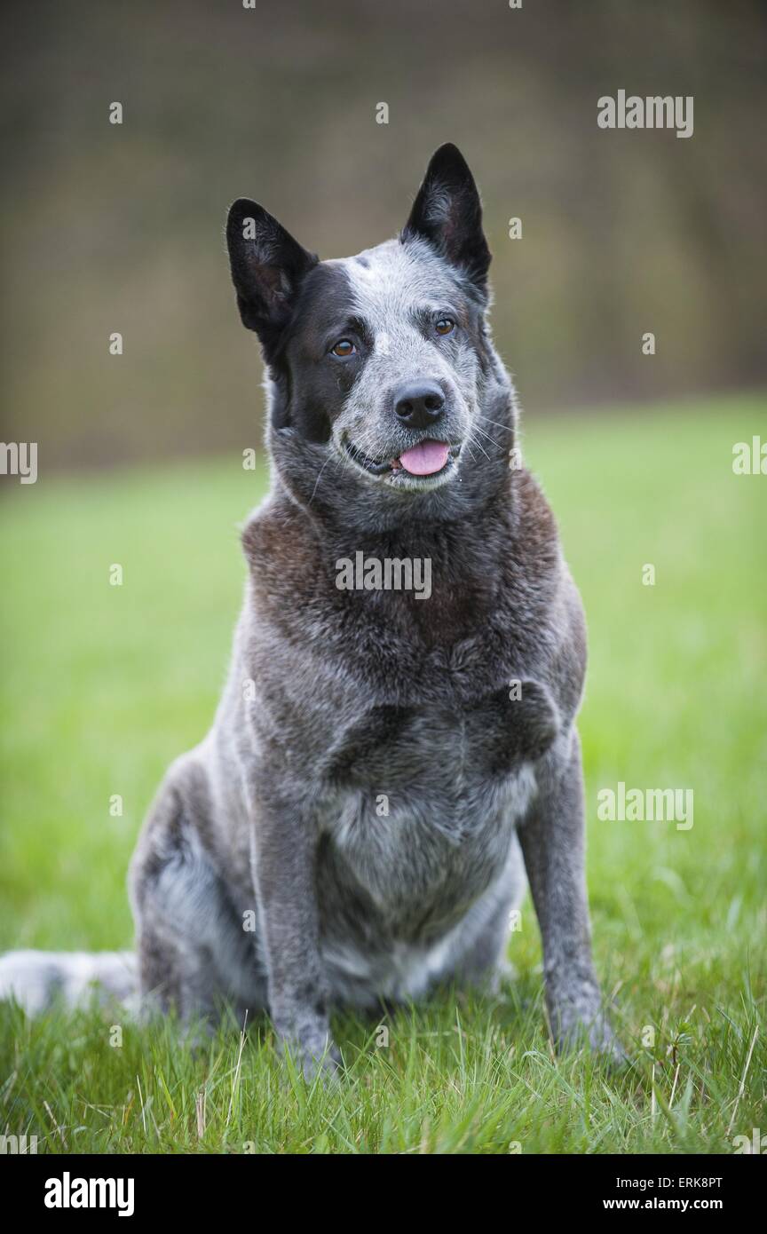 Australian Cattle Dog sitzen Stockfoto