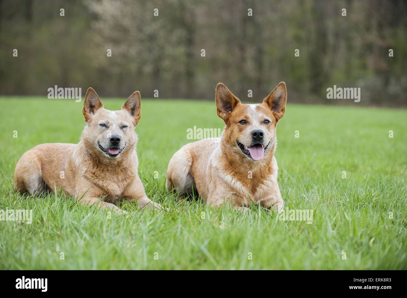 2 Australian Cattle Dogs Stockfoto