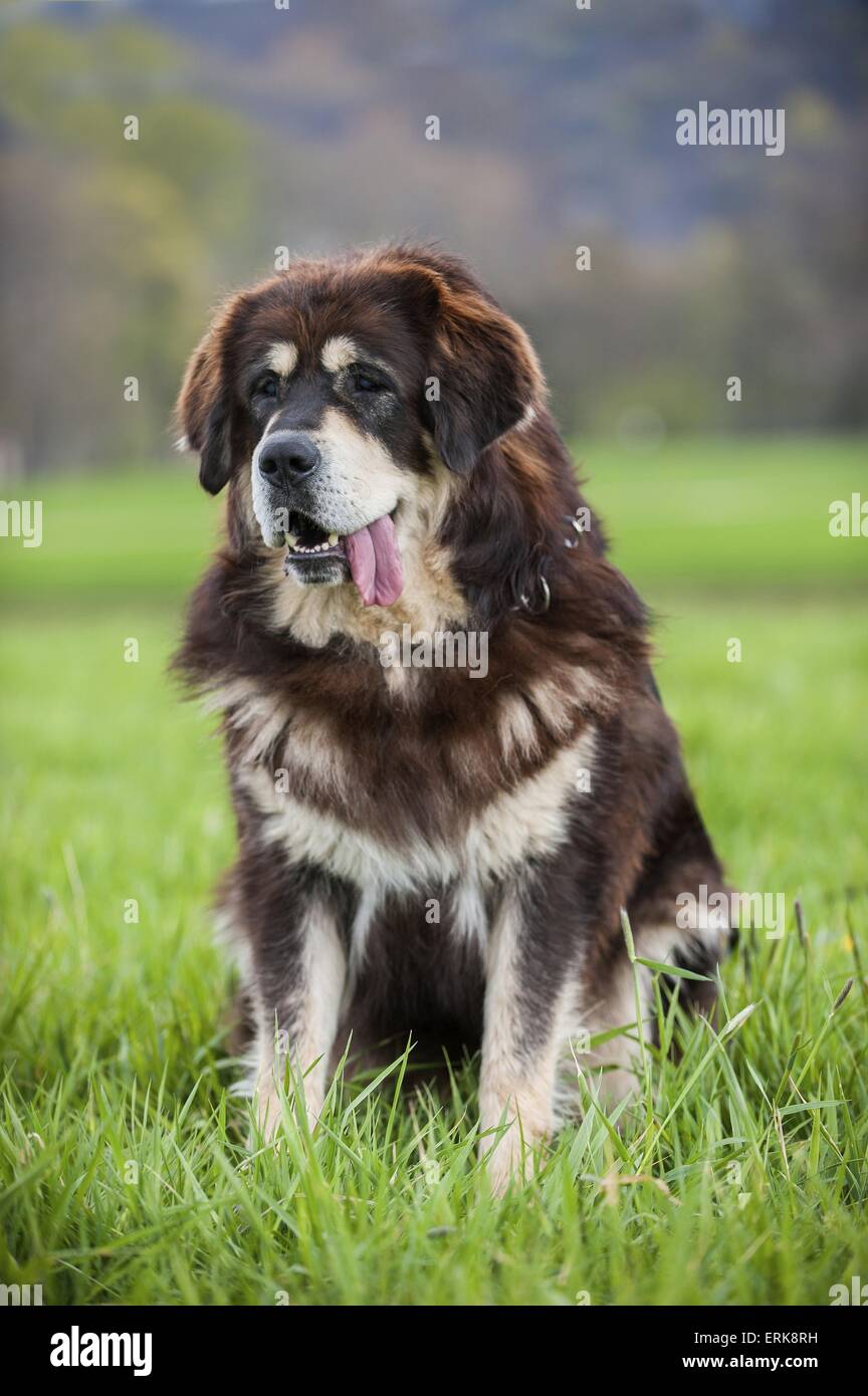 Tibetischer mastiff Fotos und Bildmaterial in hoher Auflösung Alamy