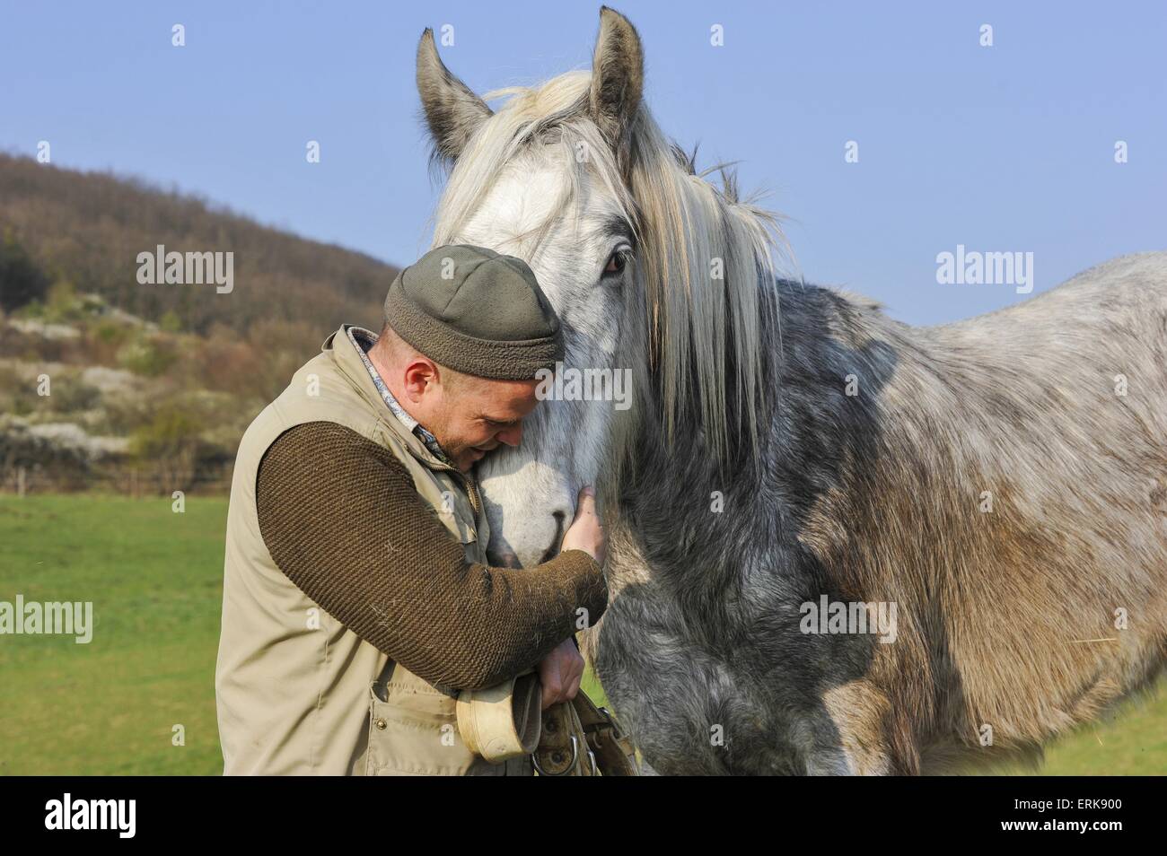 Shire-Pferd und Mensch Stockfoto