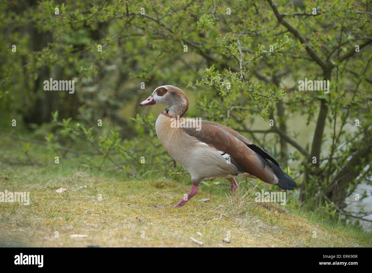Nilgans Stockfoto