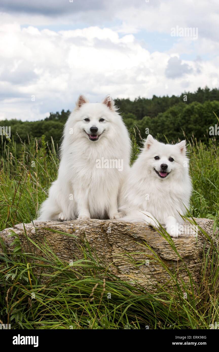 japanische pomeranians Stockfoto