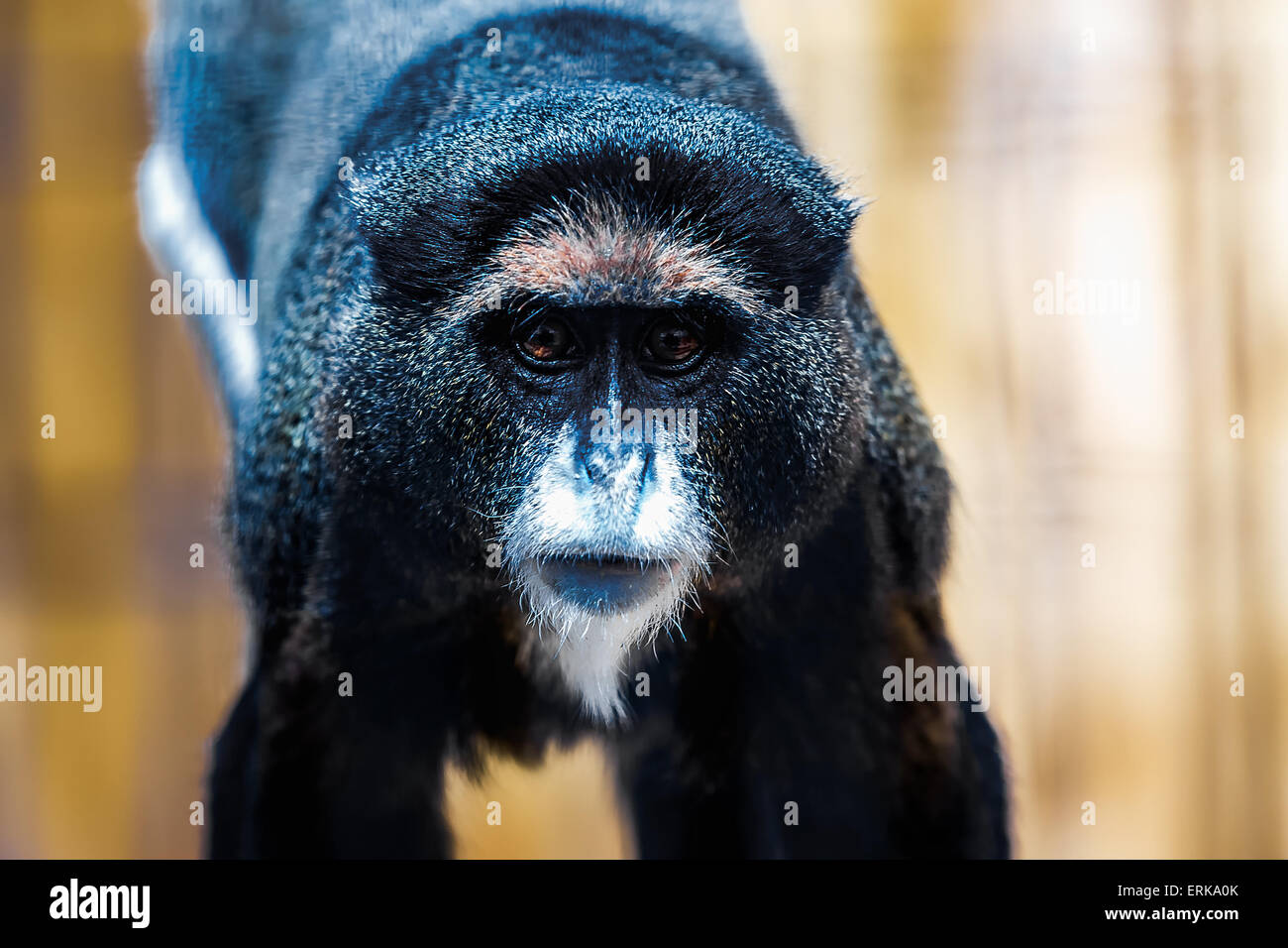 Schwarze Affen mit Weiße Schnauze im Zoo Stockfoto