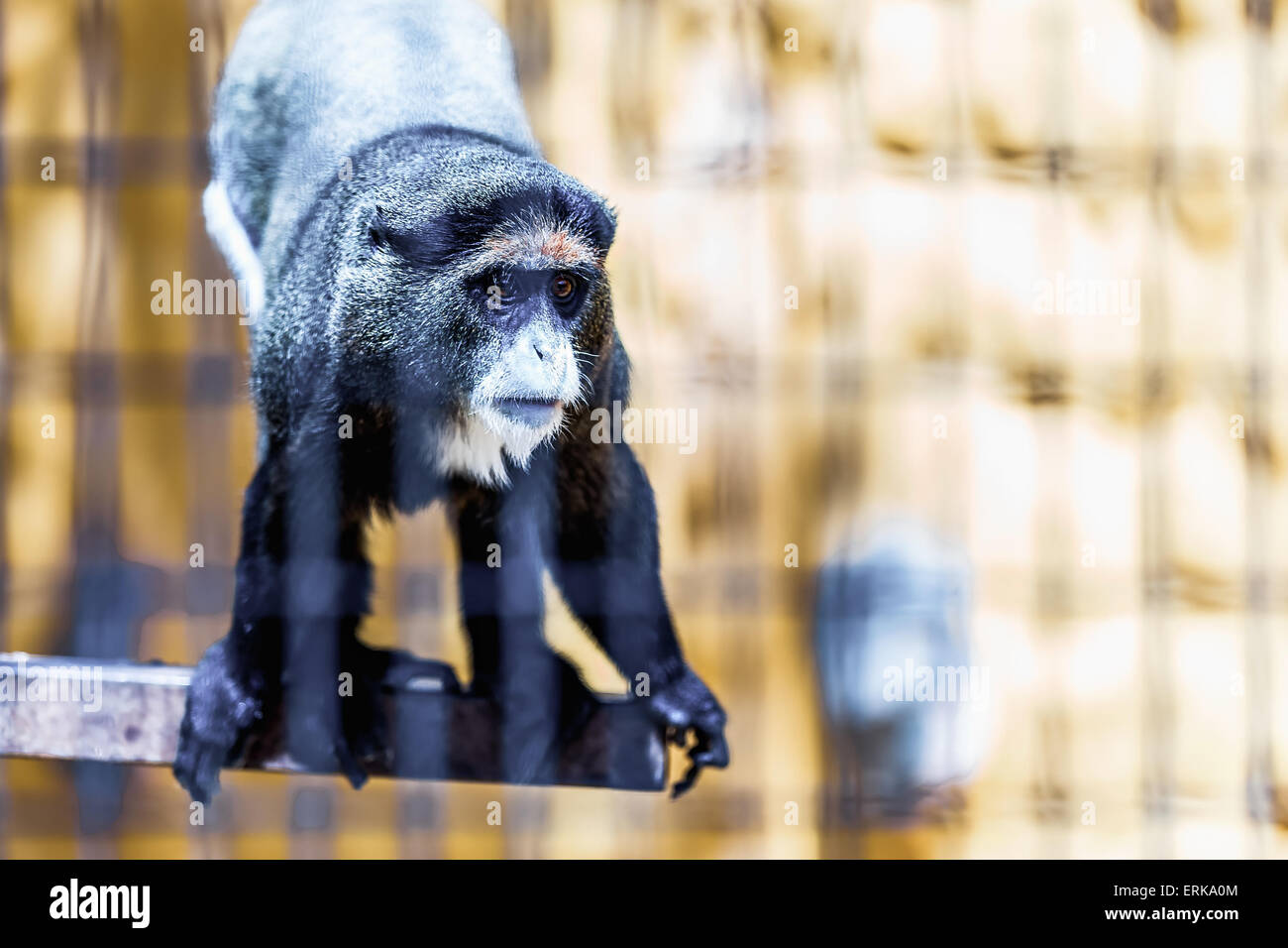 Affe mit Weiße Schnauze im Zoo Zelle schwarz Stockfoto