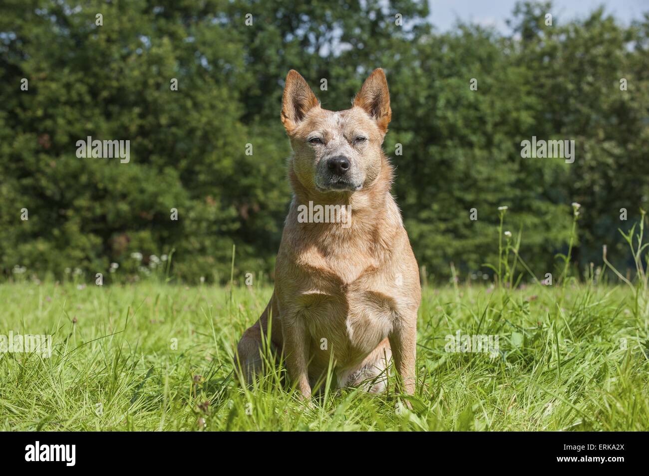 Australian Cattle Dog sitzen Stockfoto