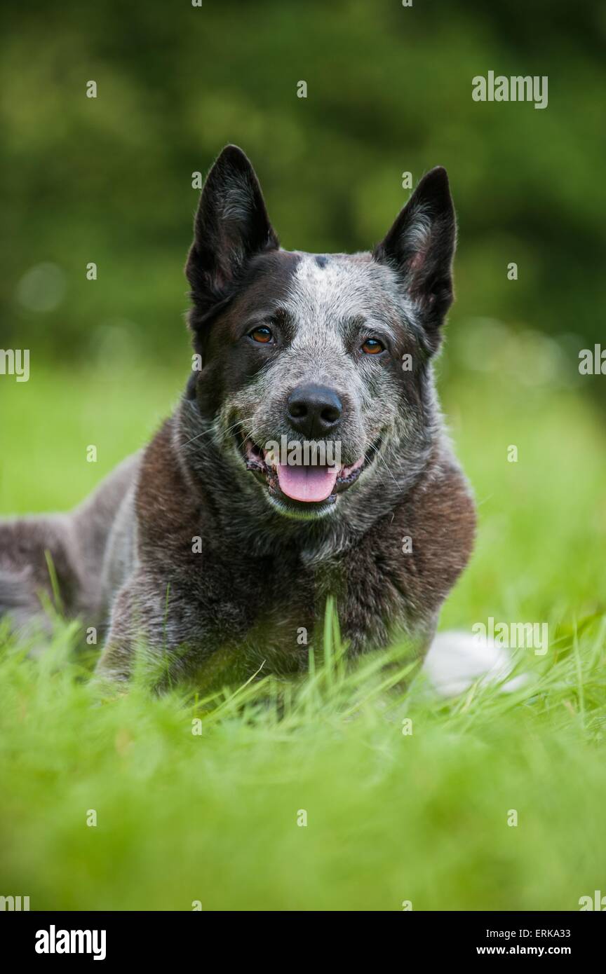 Australian Cattle Dog liegend Stockfoto