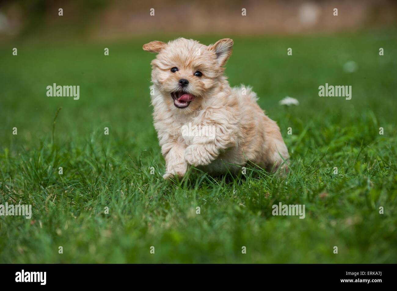 Bolonka Zwetna Welpen Stockfotografie - Alamy