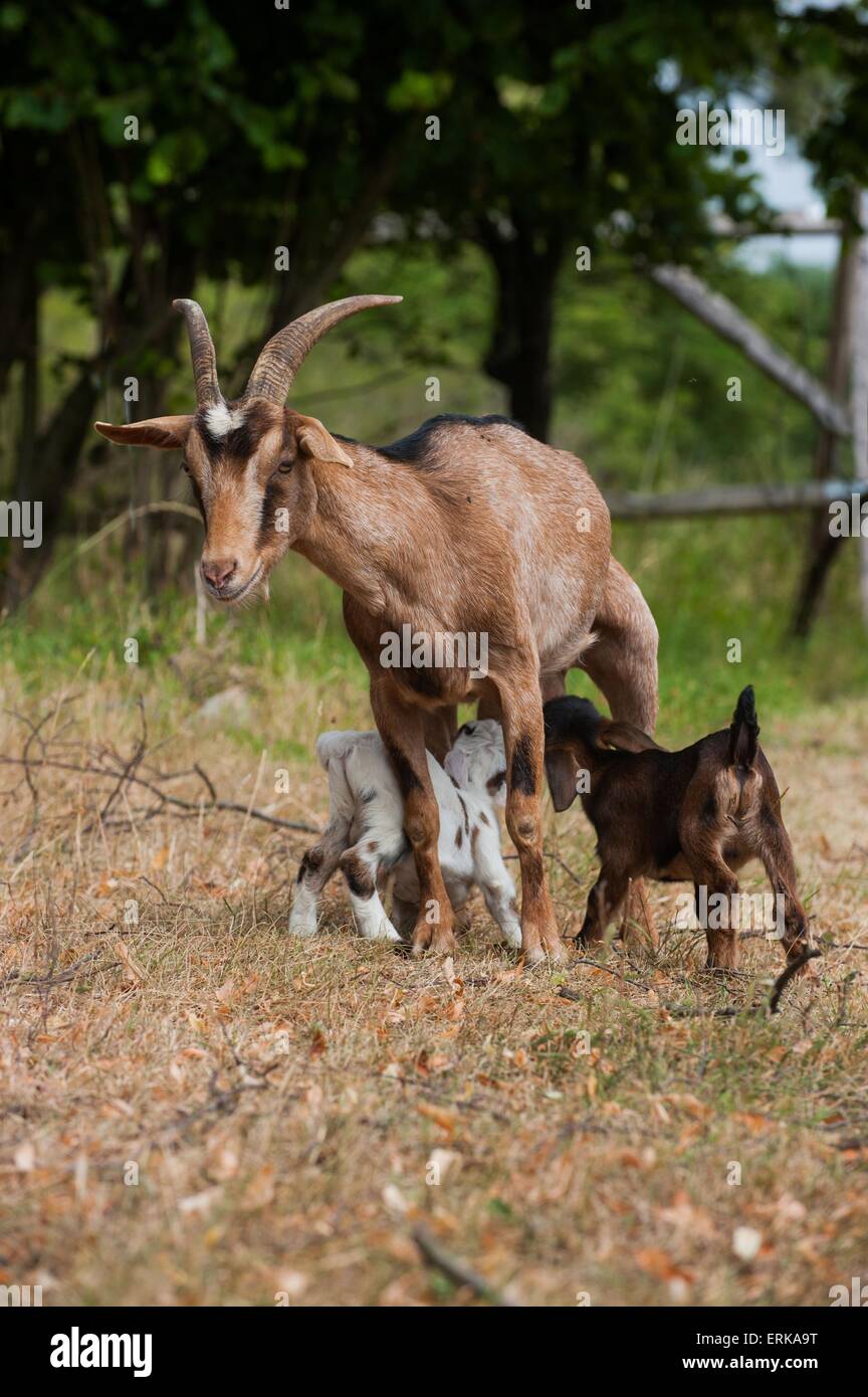 Ziegen Stockfoto