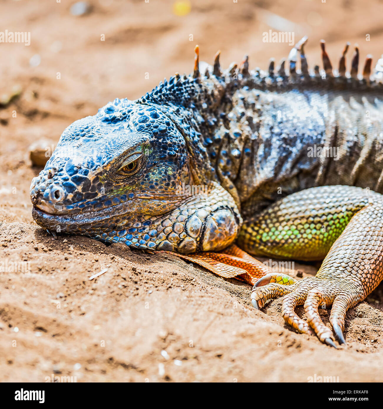 Nahaufnahme von Leguan oder Eidechse Kopf auf gelbem Sand in der Wüste Stockfoto