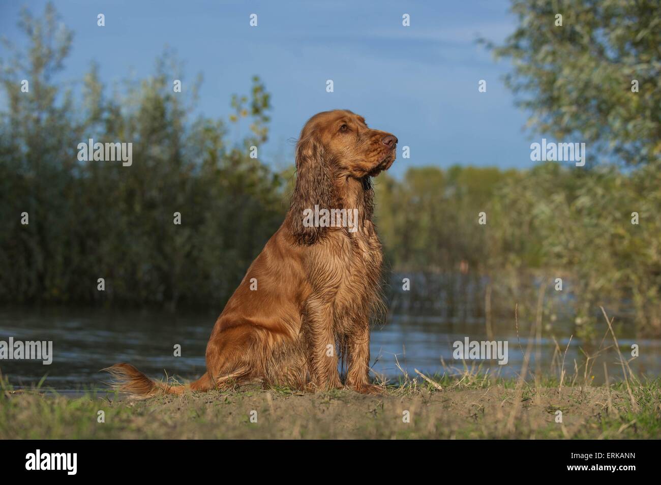 English Cocker Spaniel sitzend Stockfoto