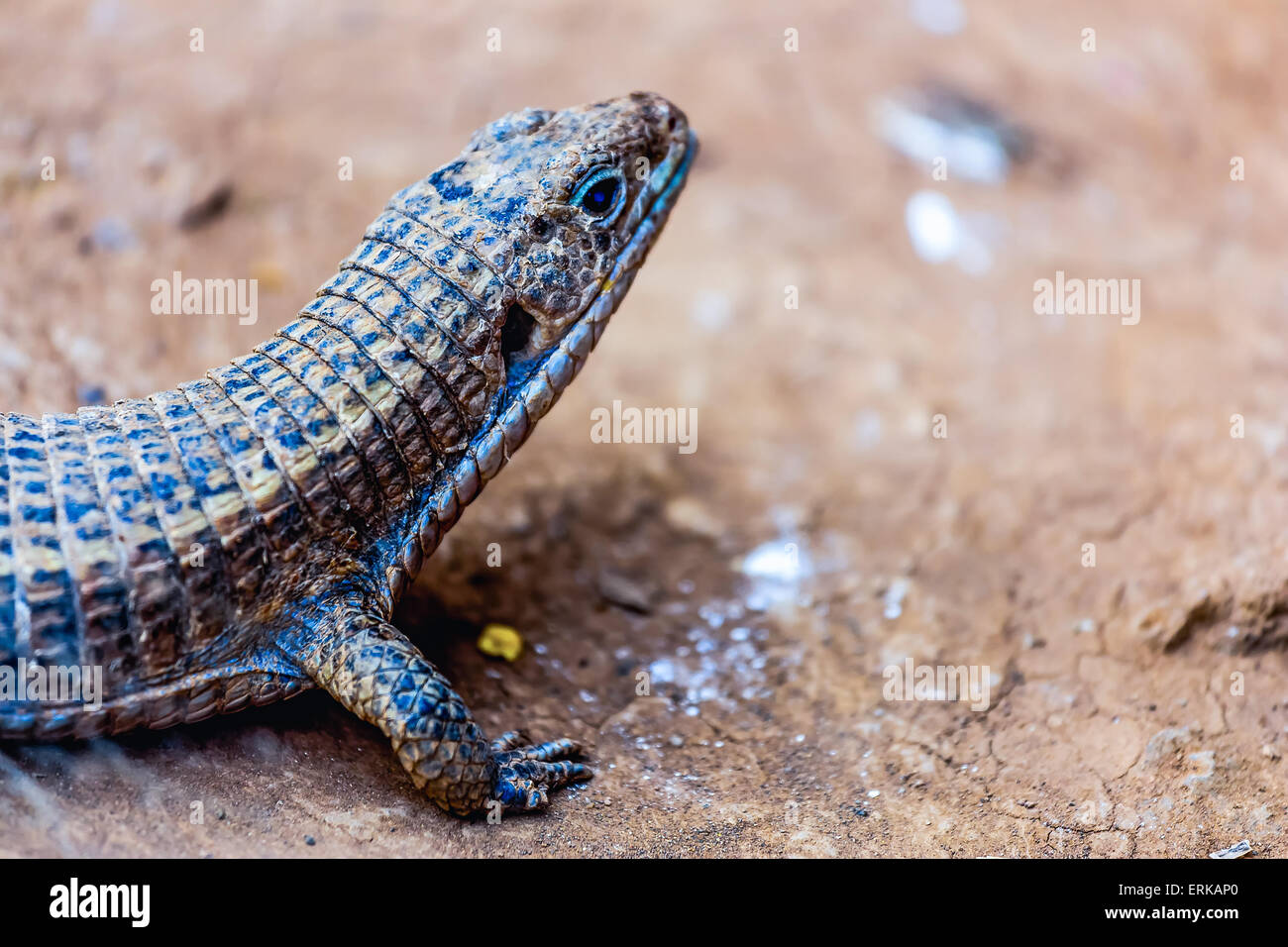 Eidechse oder Lacertian Reptil auf dem Boden sitzend Stockfoto